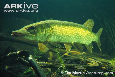 Щука (Esox lucius), Фото фотография