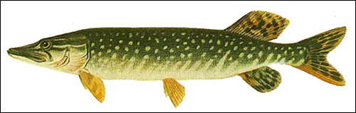 Щука (Esox lucius), Рисунок картинка