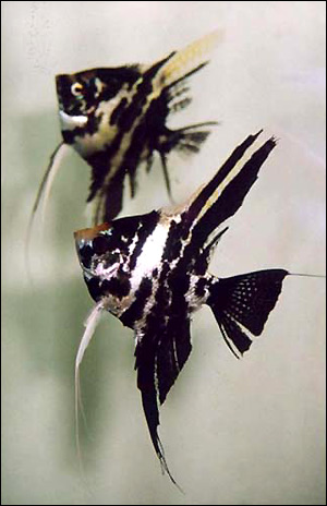 Скалярия (Pterophyllum scalare), Фото фотография