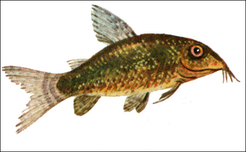 Сомик крапчатый (Corydoras paleatus), Рисунок картинка