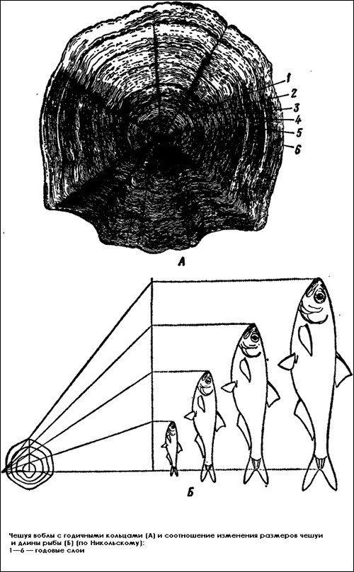 Чешуя воблы с годичными кольцами, Рисунок картинка