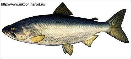 Кета (Oncorhynchus keta), Рисунок картинка с http://www.nikcon.narod.ru/rybalka/vidrib/ryba/keta.jpg