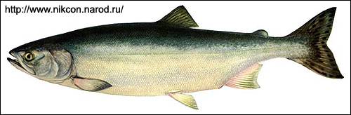 Горбуша, розовый лосось (Oncorhynchus gorbuscha), Рисунок картинка с http://www.nikcon.narod.ru/rybalka/vidrib/ryba/gorbysha.jpg