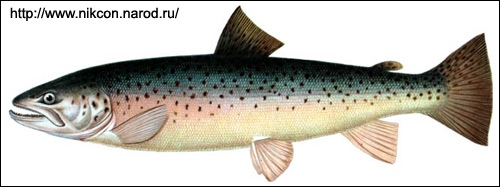 Кумжа, кемжа (Salmo trutta), Рисунок картинка с http://www.nikcon.narod.ru/rybalka/vidrib/ryba/kumga.jpg