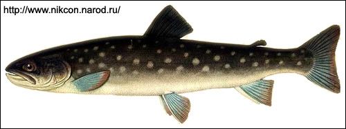 Кунджа (Salvelinus leucomaenis), Рисунок картинка с http://www.nikcon.narod.ru/rybalka/vidrib/ryba/kyndga.jpg