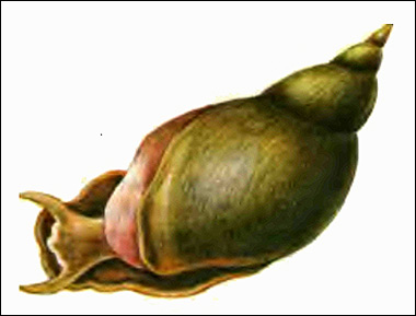 Обыкновенный прудовик (Lymnaea stagnalis), Картинка рисунок