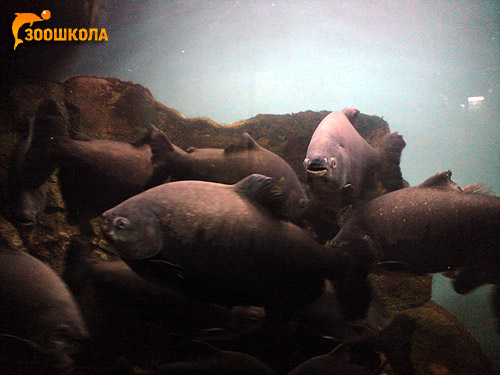 Черный паку (Colossoma brachypomum). Владивостокский океанариум, Фото фотография