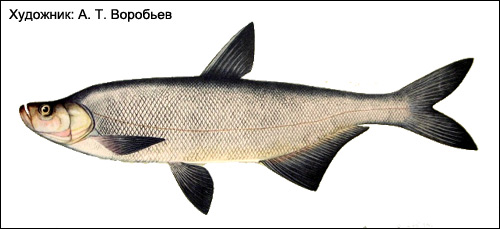 Верхогляд (Erythroculter erythropterus), Рисунок картинка