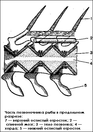 Часть позвоночника рыбы в продольном разрезе, Картинка рисунок