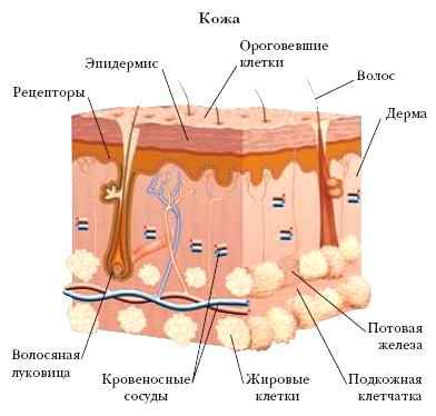 Воспаление копчиковой железы у птиц