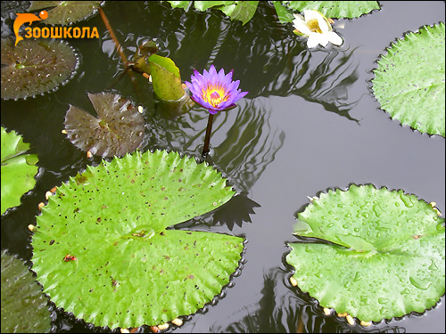 Водяная лилия или кувшинка (Nymphea alba), Фото фотография