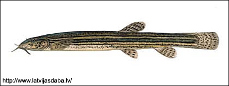Вьюн обыкновенный (Misgurnus fossilis), Рисунок картинка http://www.latvijasdaba.lv/content/zivis/misgurnus-fossilis-l.jpg