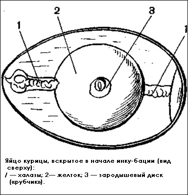 Выведение птенцов перепелов