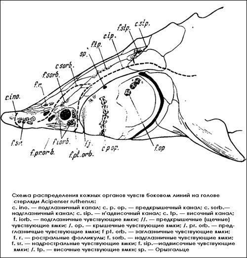 Схема распределения кожных органов чувств боковой линии на голове стерляди, Рисунок картинка