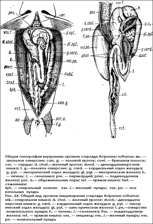 Общая топография внутренних органов стерляди, Рисунок картинка