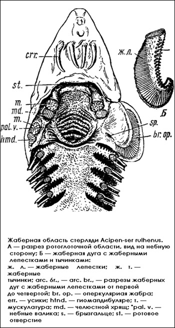 Жаберная область стерляди, Рисунок картинка