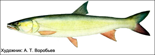 Желтощек, амурская нельма (Elopichthys bambusa), Рисунок картинка