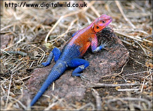 Агама колонистов, обыкновенная агама, самец (Agama agama), Фото фотография с http://www.digitalwild.co.uk/images-tanzania/461L-Red-Headed-Agama-Lizard2006.jpg