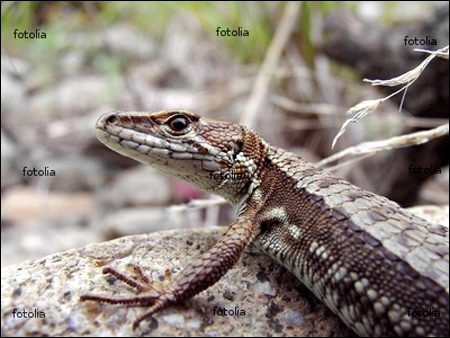 Амурская долгохвостка (Tachydromus amurensis), Фото фотография c http://static-p4.fotolia.com/jpg/00/02/48/93/400_F_2489376_vRoBh4ogZaxKqi6pDjbTzskGmeOuvf.jpg