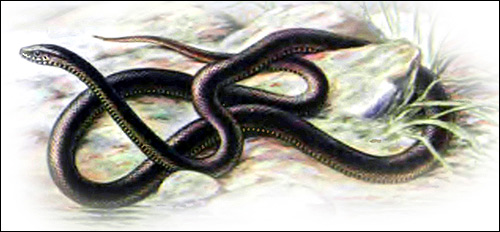 Большеглазый полоз (Ptyas mucosus), Картинка рисунок