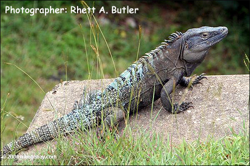 Шипохвостая игуана (Ctenosaura similis), Фото фотография с http://travel.mongabay.com/panama/600/pan02-1846.jpg