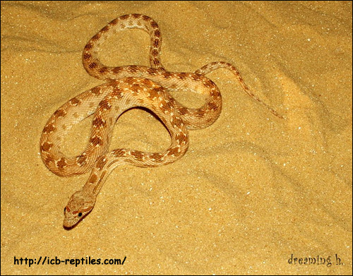 Чешуелобый полоз, диадемовый полоз (Spalerosophis diadema), Фото фотография с http://icb-reptiles.com/files/f904.jpg