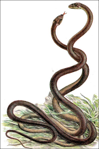 Эскулапова змея, или эскулапов полоз (Elaphe longissima), Рисунок картинка