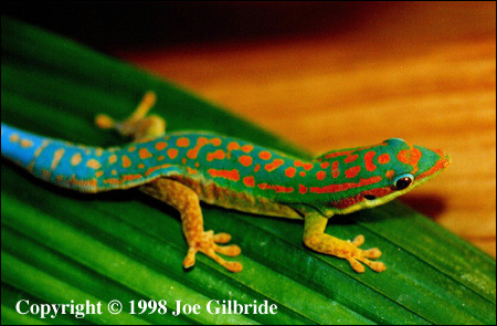 Фельзума цепедиана (Phelsuma cepediana), Фото фотография с http://www.gekkota.com/assets/images\P_cepediana_gilbride.jpg