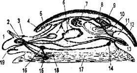 Физическая география часть 14