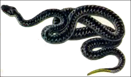 Гадюка обыкновенная (Vipera berus), Картинка рисунок