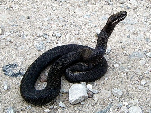 Vipera berus bosniensis