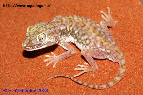 Геккон узкопалый Петри, стенодактилюс Петри (Stenodactylus petrii), Фото фотография с http://www.aqualogo.ru/info/images\Stenodactylus_petrii2.jpg