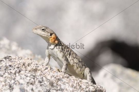 Гималайская агама (Agama himalayana, Laudakia himalayana), Фото фотография