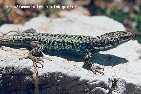 Грузинская ящерица (Lacerta rudis, Darevskia rudis), Фото фотография с http://www.biltek.tubitak.gov.tr/bilgipaket/canlilar/TR_tur_listesi/img/darevskia_rudis1.jpg