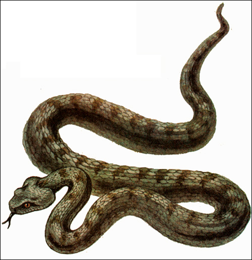 Гюрза (Vipera lebetina), Рисунок картинка