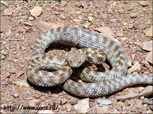 Кошачья змея (Telescopus), Фото фотография с http://www.caas.ru/iran/iran_48.jpg