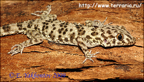 Каспийский голопалый геккон (Gymnodactylus caspius, Cyrtopodion caspius), Фото фотография с http://www.terraria.ru/img.php?id=3550