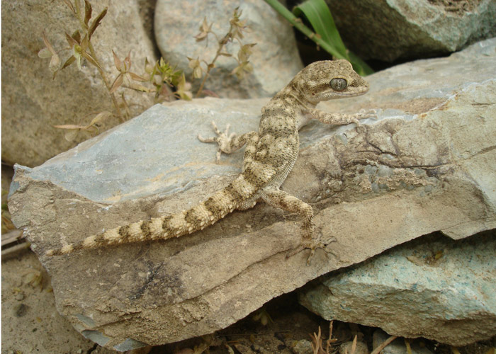 Колючехвостый геккон (Cyrtopodion spinicauda, Alsophylax spinicauda), Фото фотография