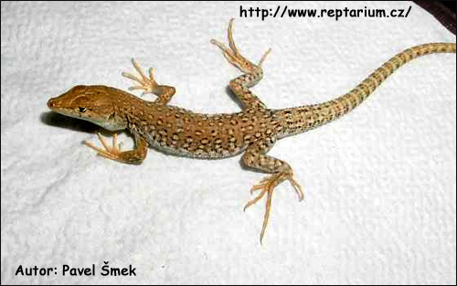 Крапчатая месалина (Mesalina guttulata), Фото фотография с http://www.reptarium.cz/content/photo_02/Mesalina-guttulata-03000006220_01.jpg