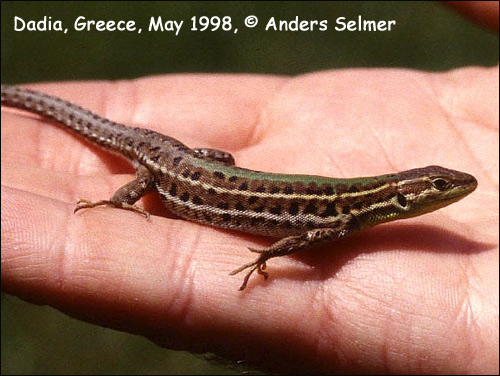 Крымская ящерица - самка (Lacerta taurica, Podarcis taurica), Фото фотография с http://www.club100.net/species/P_tauricus/P_tauricus_Dadia_Greece_9805_AS.jpg