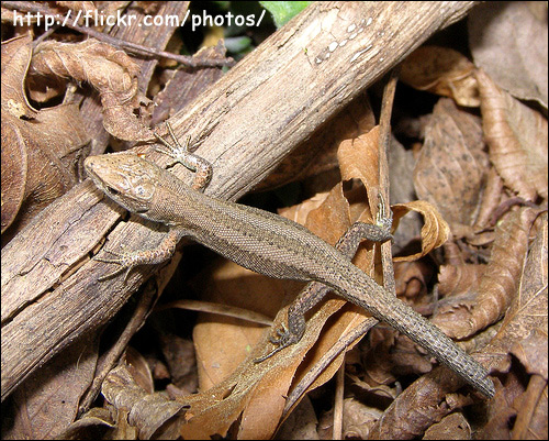 Луговая ящерица (Lacerta praticola), Фото фотография с http://farm4.static.flickr.com/3567/3324945591_60e4646fb7.jpg