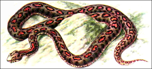 Малоазиатская гадюка, турецкая гадюка (Vipera xanthina), Рисунок картинка