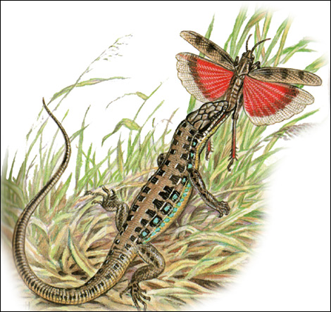 Малоазиатская ящерица (Lacerta parva), Картинка рисунок