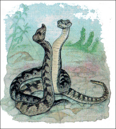 Носатая гадюка - самцы (Vipera ammodytes), Картинка рисунок