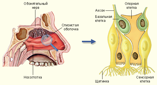 Разных полов