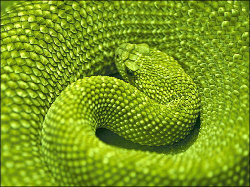 Зеленая змея, свернувшаяся клубком, Фото фотография