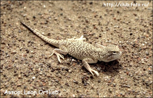 Песчаная круглоголовка (Phrynocephalus interscapularis), Фото фотография с http://club.foto.ru/gallery/images\photo/2006/01/27/559911.jpg