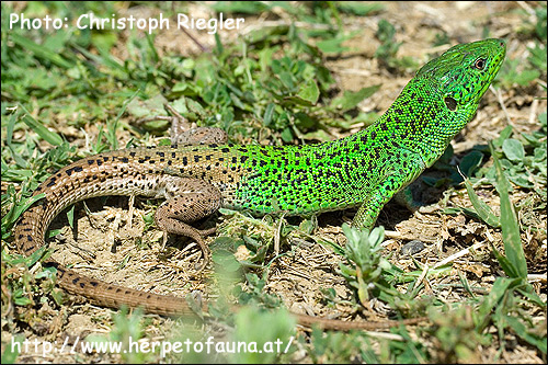 Полосатая ящерица - самец в брачном наряде (Lacerta strigata), Фото фотография с http://www.herpetofauna.at/berichte/georgien2007/Georgien_Bilder_Teil10/images\Georgien_18052007_Time_161344_Chr.jpg