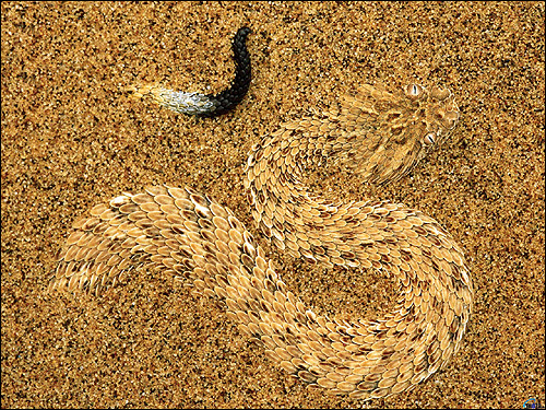 Змея, закопавшаяся в песке, Фото фотография