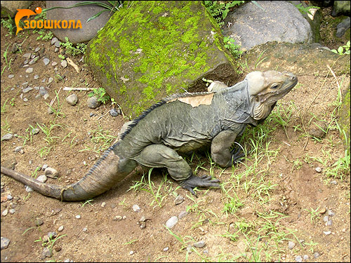 Игуана-носорог (Cyclura cornuta), Фото фотография